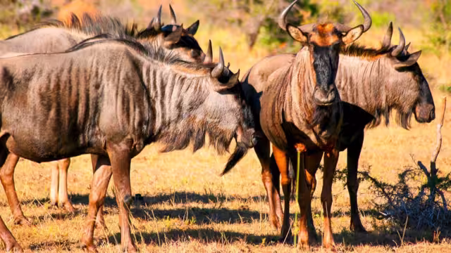 Gnu-Herde in der Savanne