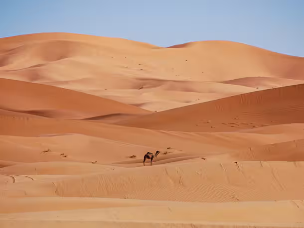 Kamel in der Sahara Wueste