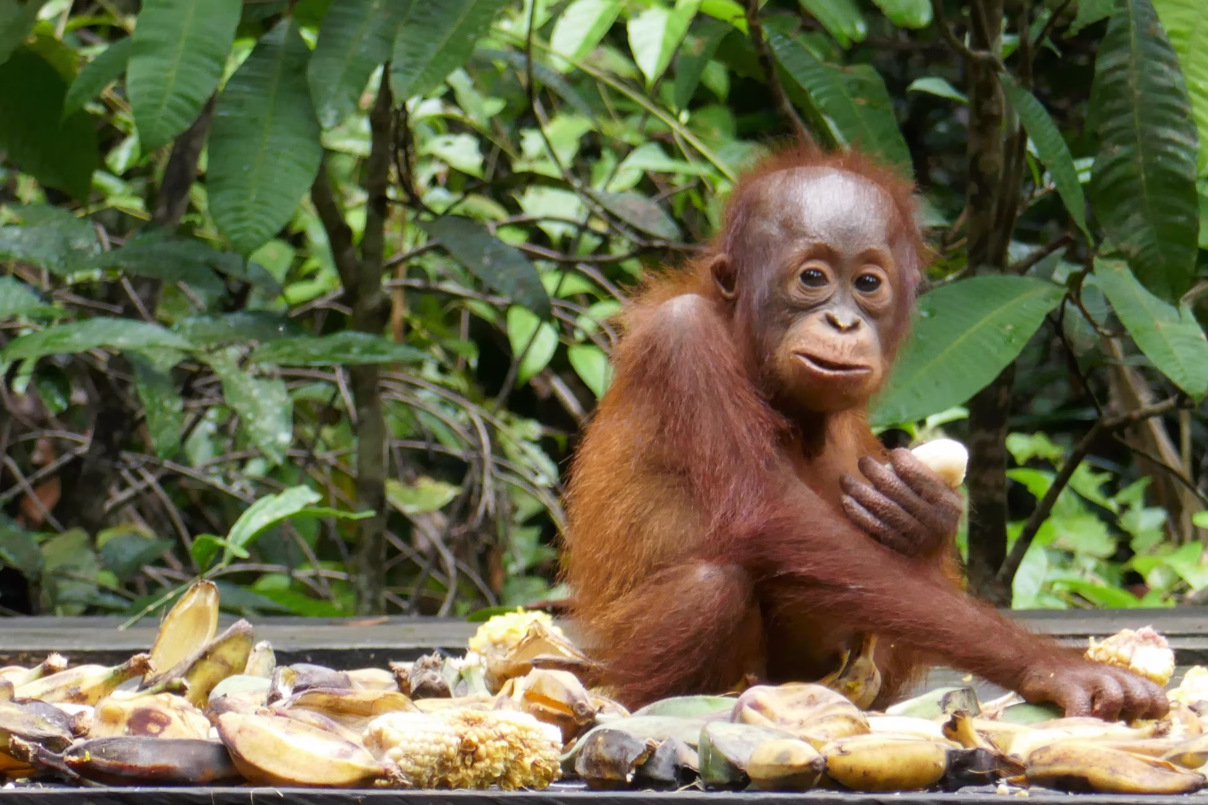 Kalimantan und Sulawesi - Bei Orangs und Büffeln