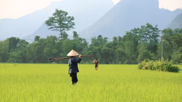 Einheimischer im Reisfeld in Vietnam
