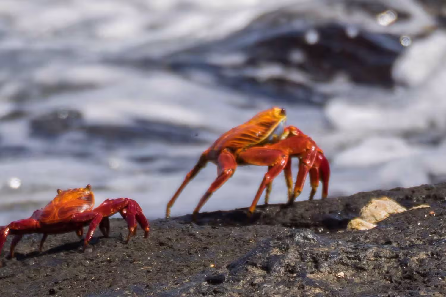 Galapagos Discovery - 1