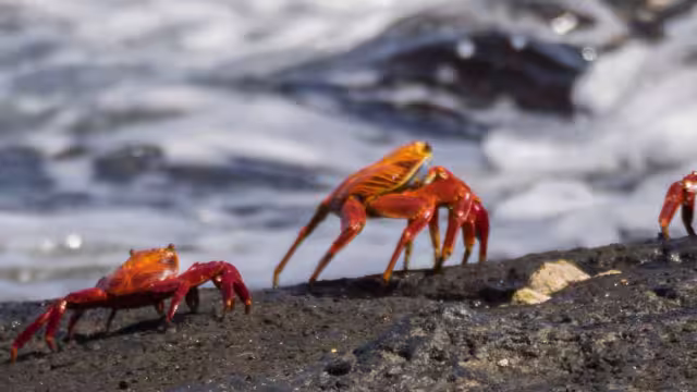 Galapagos Crabs Shore