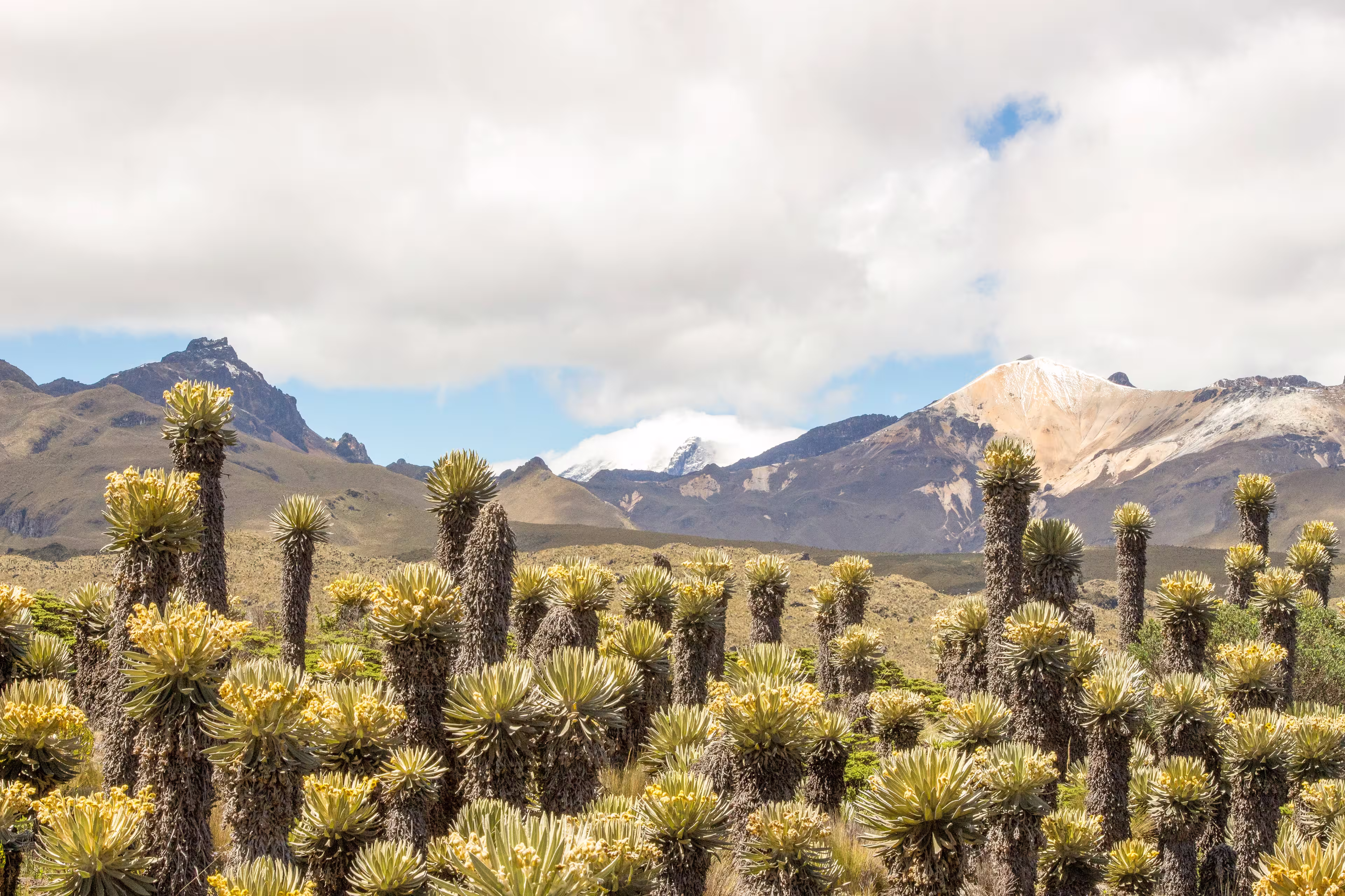 Kolumbien: Andentrekking im Cocuy und Los Nevados