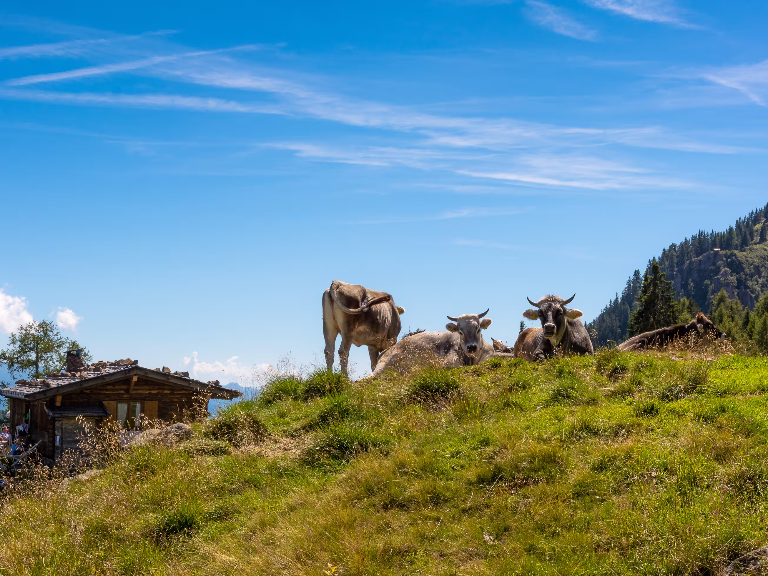 picturesque view of the Ultental valley with the typical South Tyrolean farm called "Gfrillner Alm". South Tyrol, Italy