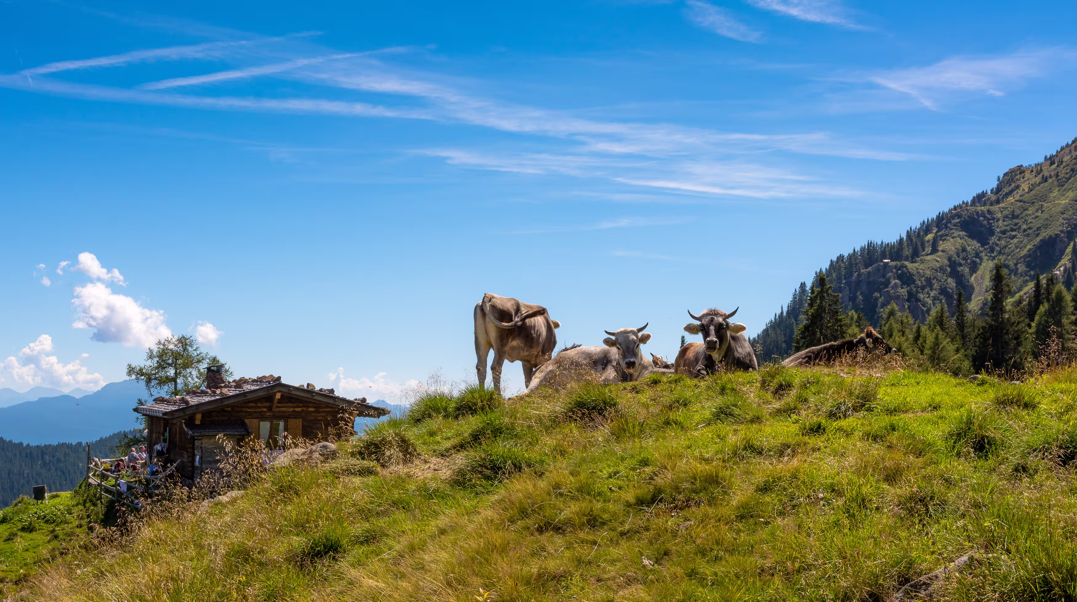 picturesque view of the Ultental valley with the typical South Tyrolean farm called "Gfrillner Alm". South Tyrol, Italy