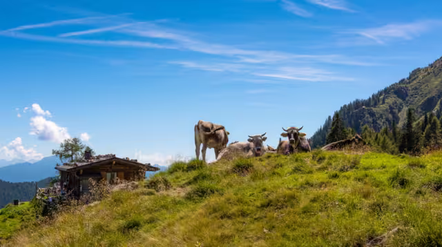 picturesque view of the Ultental valley with the typical South Tyrolean farm called "Gfrillner Alm". South Tyrol, Italy