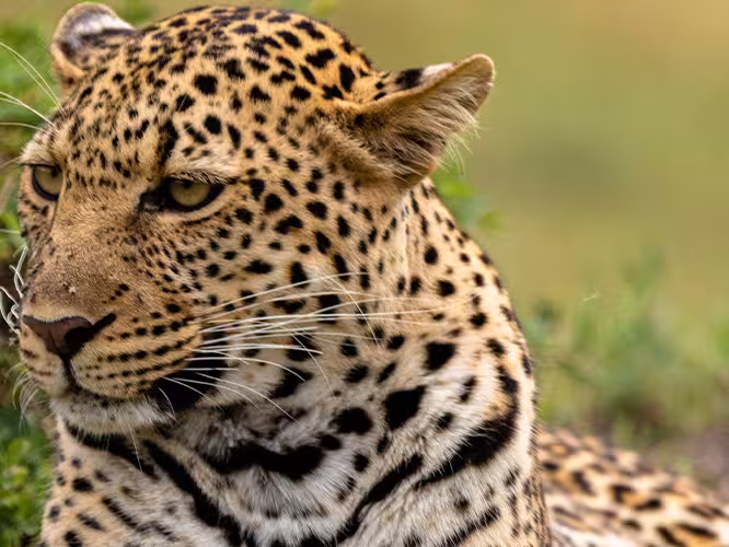 Leopard sits in green grass in Masai Mara