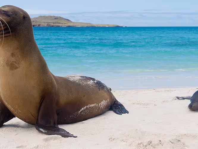 Sea lions on beach, Galapagos Islands