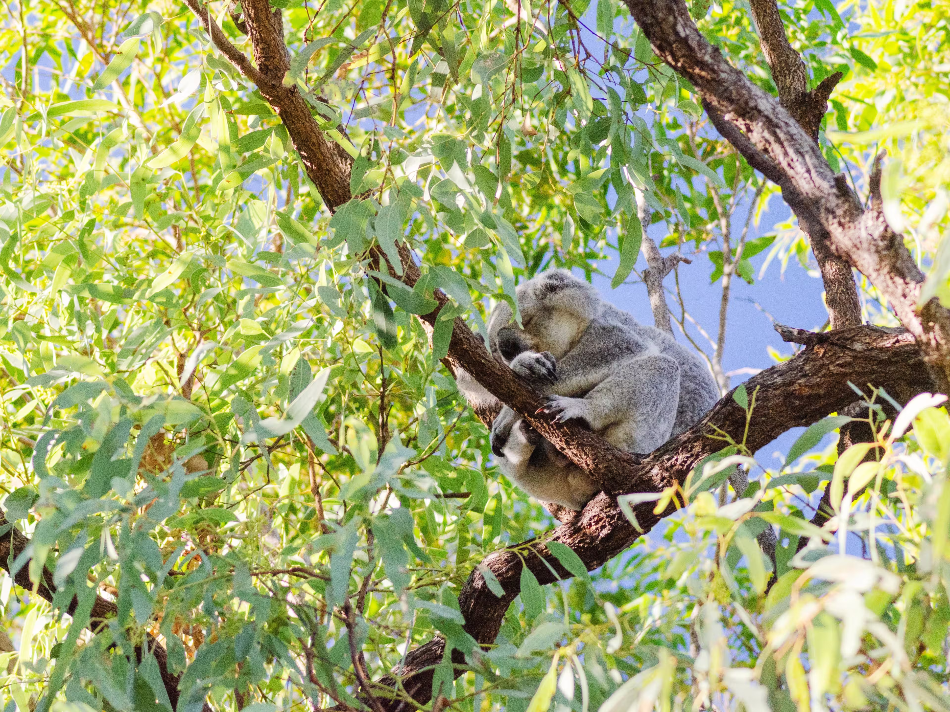 Cute koala bear resting on eucalyptus tree in its natural habitat on Magnetic Island, Queensland, Australia. The island is a holiday destination 8 km offshore of Townsville.
