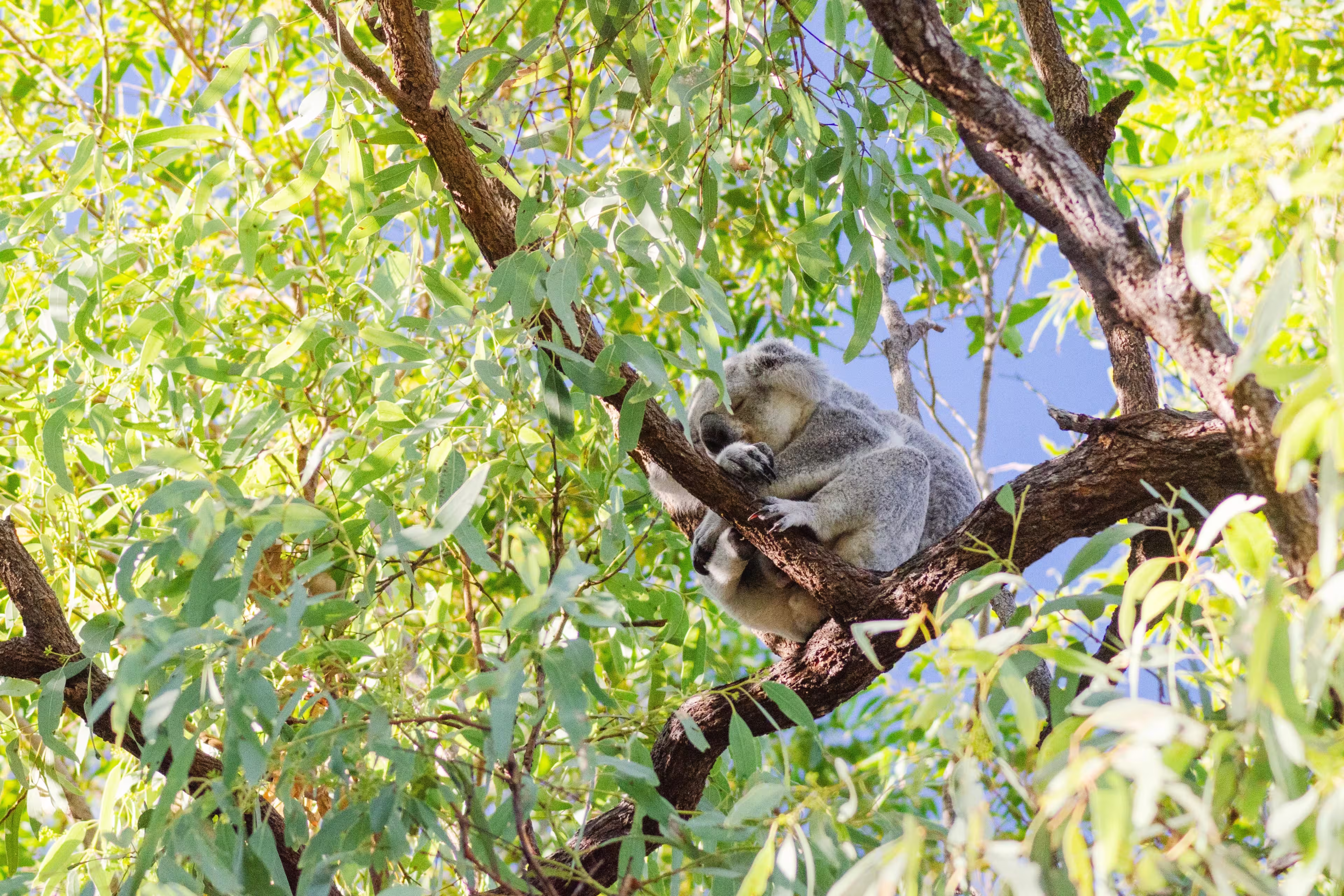 Cute koala bear resting on eucalyptus tree in its natural habitat on Magnetic Island, Queensland, Australia. The island is a holiday destination 8 km offshore of Townsville.