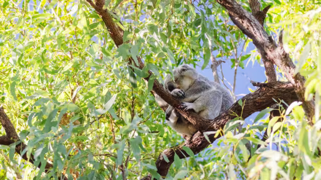 Cute koala bear resting on eucalyptus tree in its natural habitat on Magnetic Island, Queensland, Australia. The island is a holiday destination 8 km offshore of Townsville.