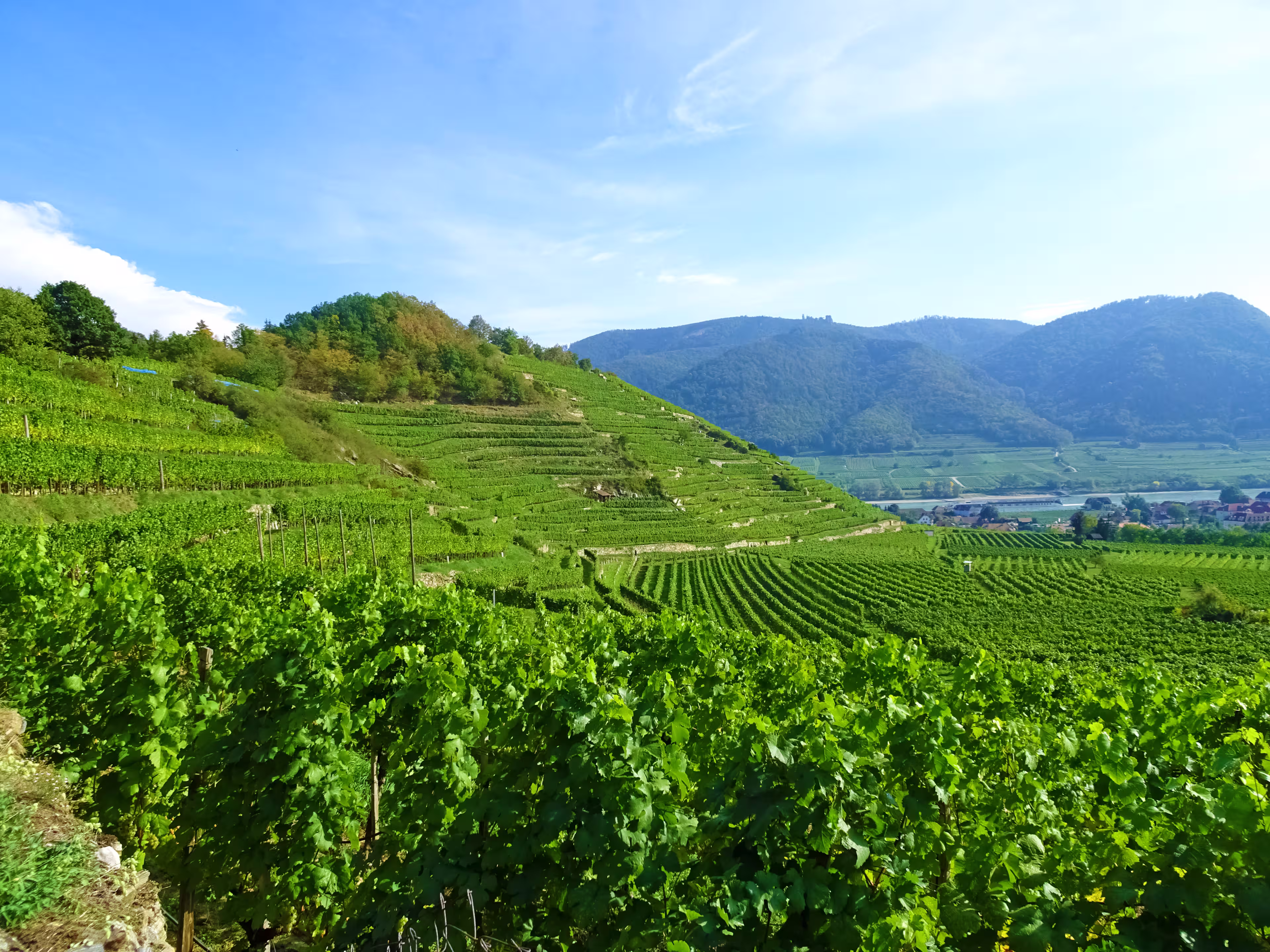 Weinberge am Donauradweg bei Spitz