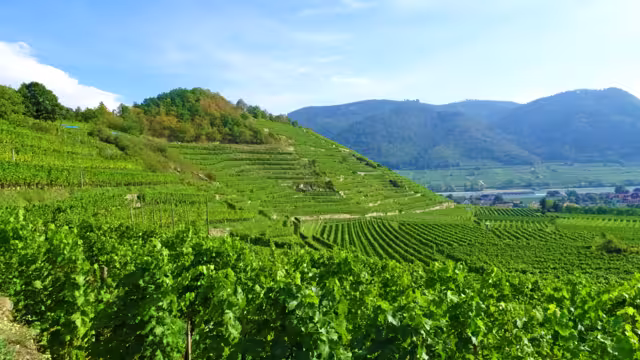 Weinberge am Donauradweg bei Spitz