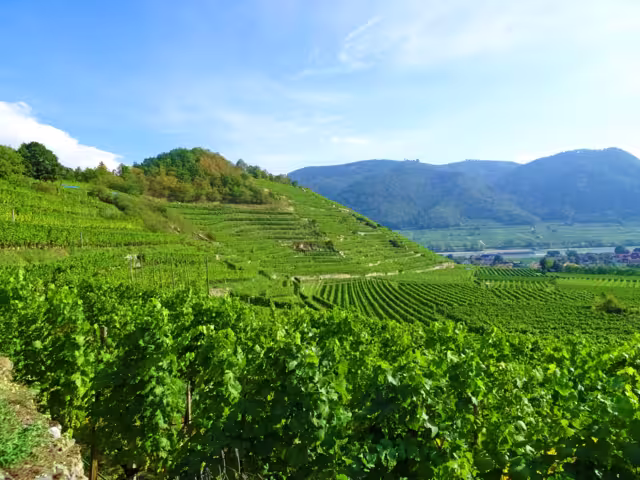 Weinberge am Donauradweg bei Spitz