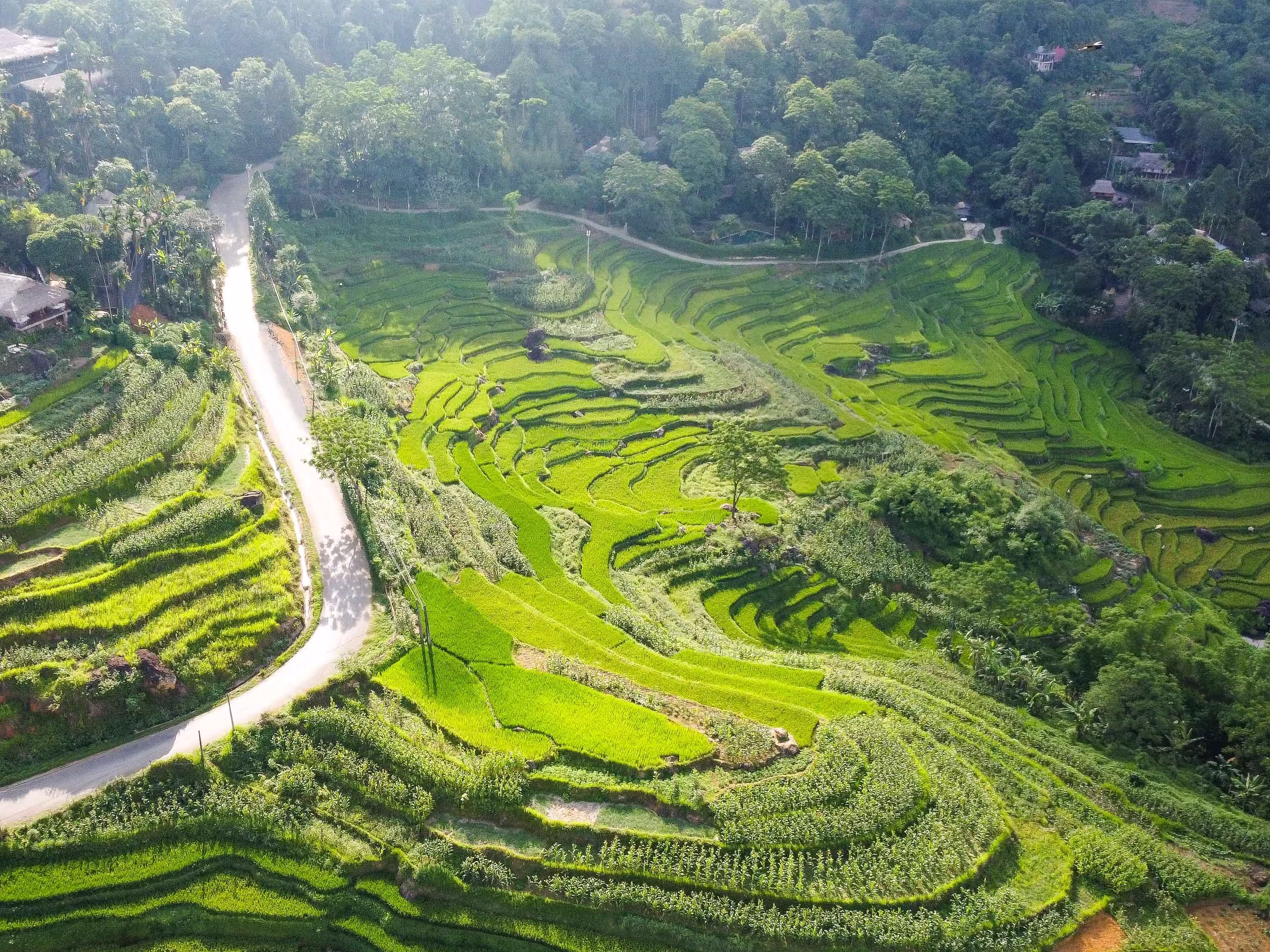 Pu Luong Nature Reserve spreads across Thanh Hoa province, Vietnam, with terraced fields stretching and winding like golden silk strips during harvest time.