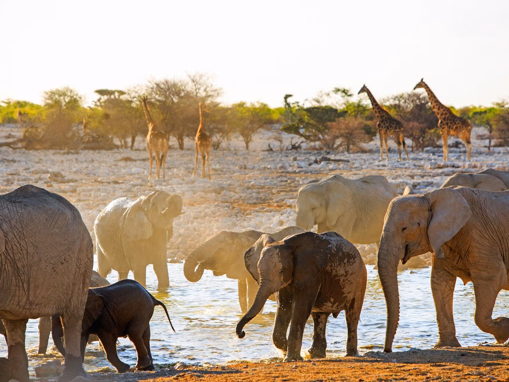 Elephants play in a watering hole of Etosha National Park while giraffes approach behind them