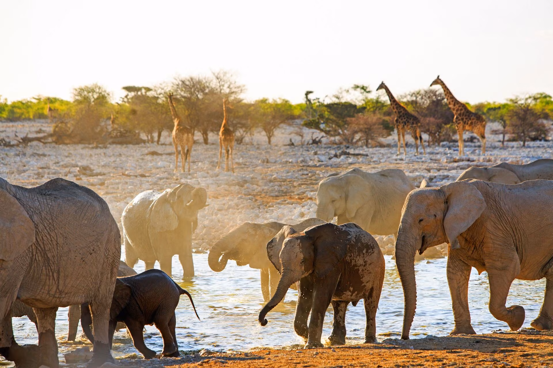 Elephants play in a watering hole of Etosha National Park while giraffes approach behind them