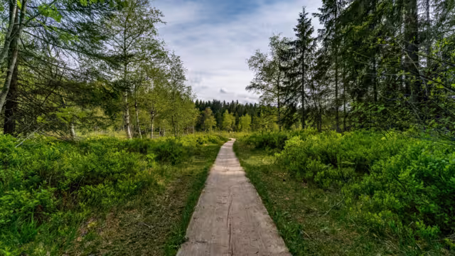 Beautiful high moor family hike in the Wildrosenmoos Westallgau water trail near Oberreute Sulzberg