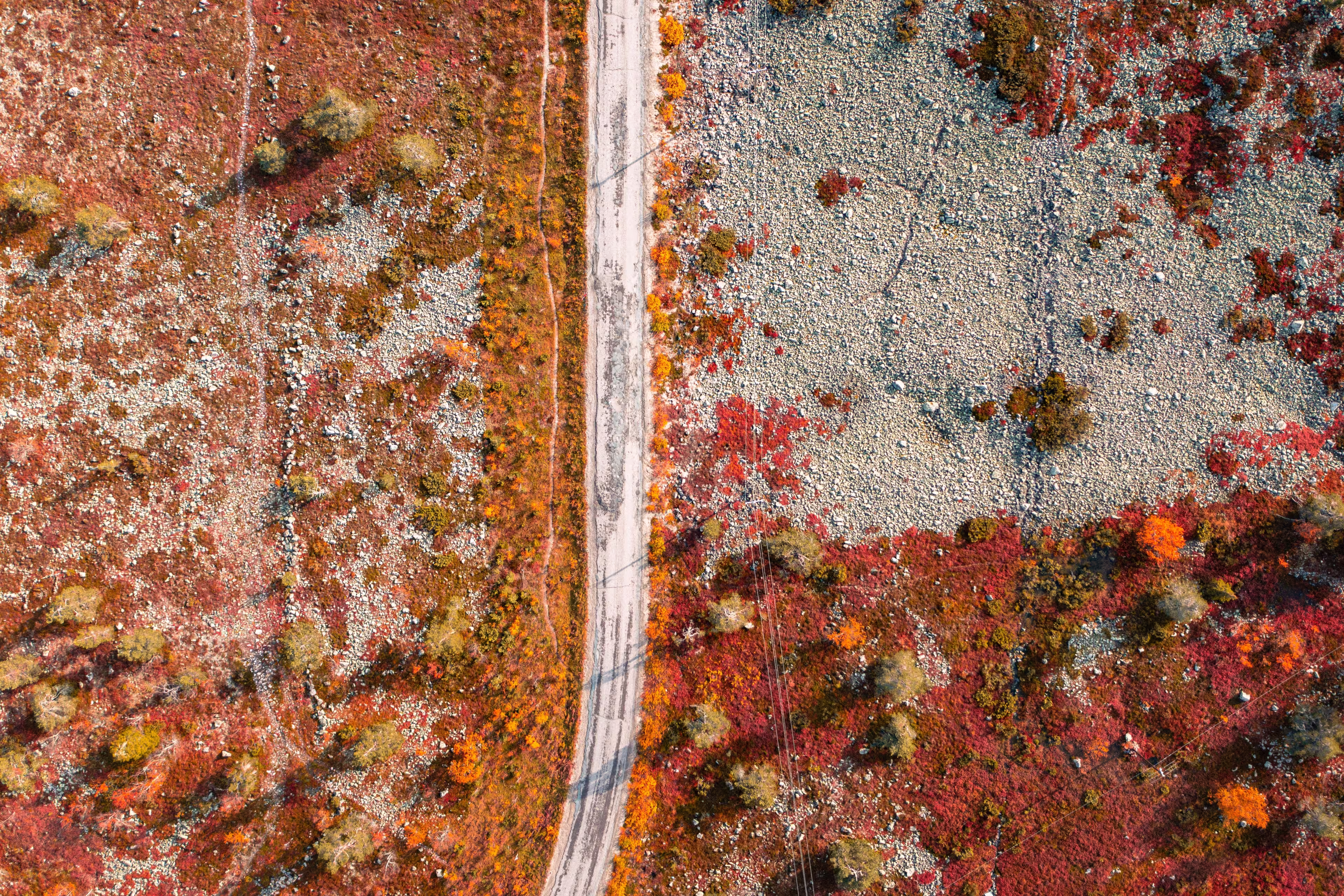Aerial view of a road, fall colored trees and vivid red and orange nature in Levi fell, Kittilä, Finland