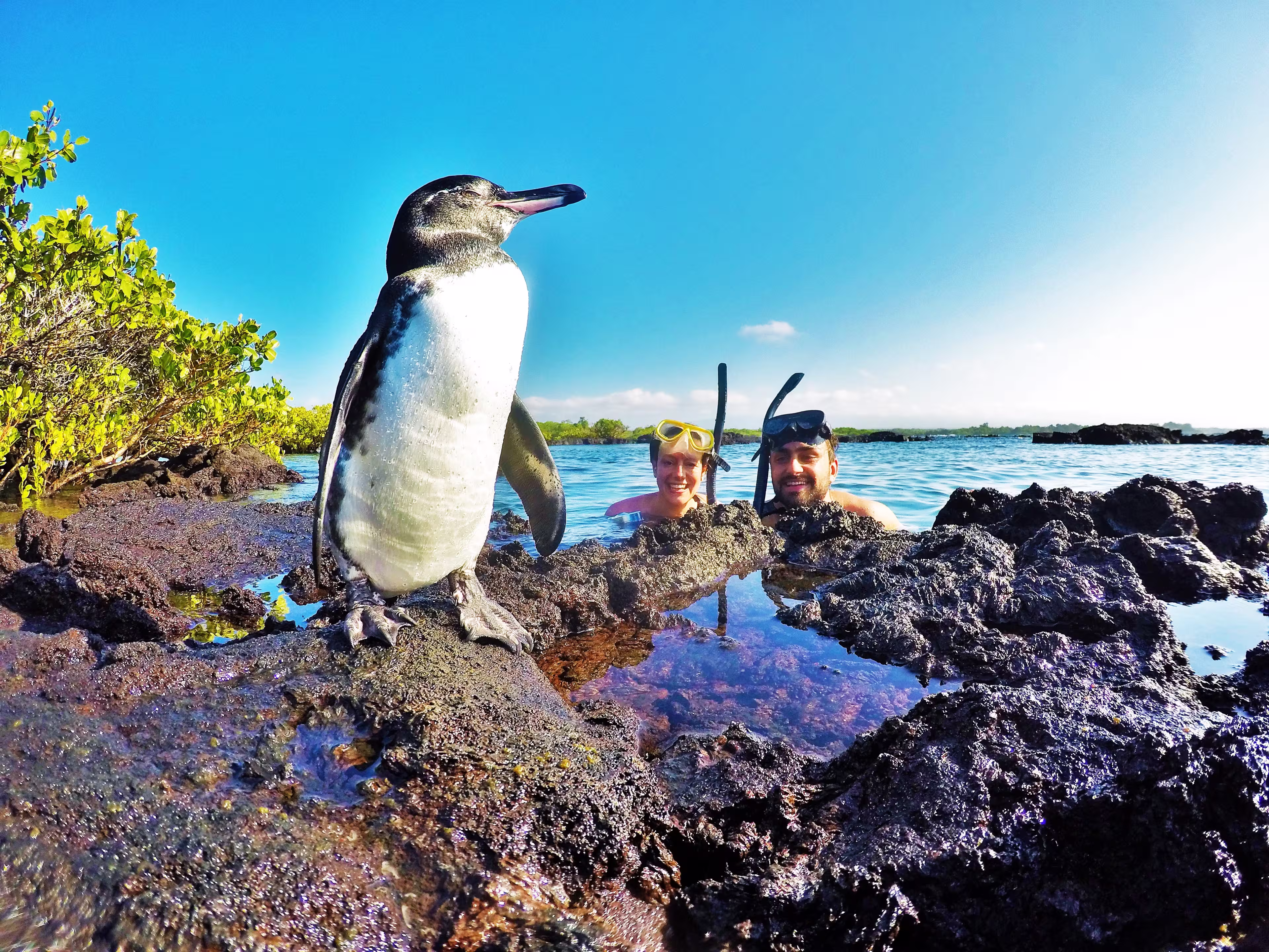 Pinguine Galapagos Inseln