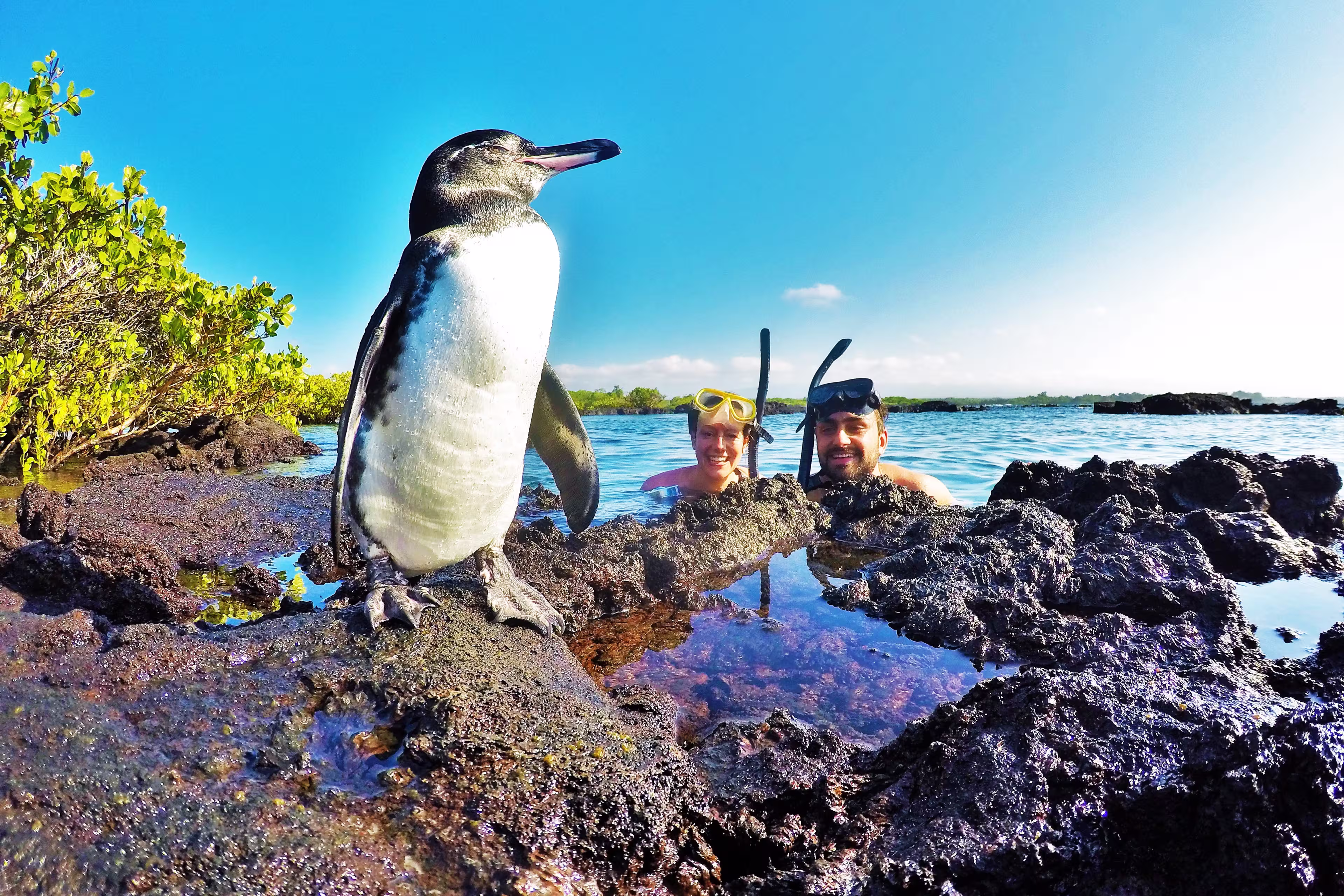 Pinguine Galapagos Inseln