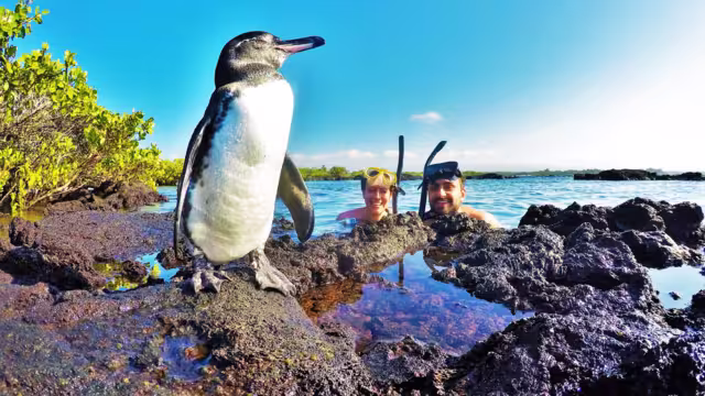 Pinguine Galapagos Inseln