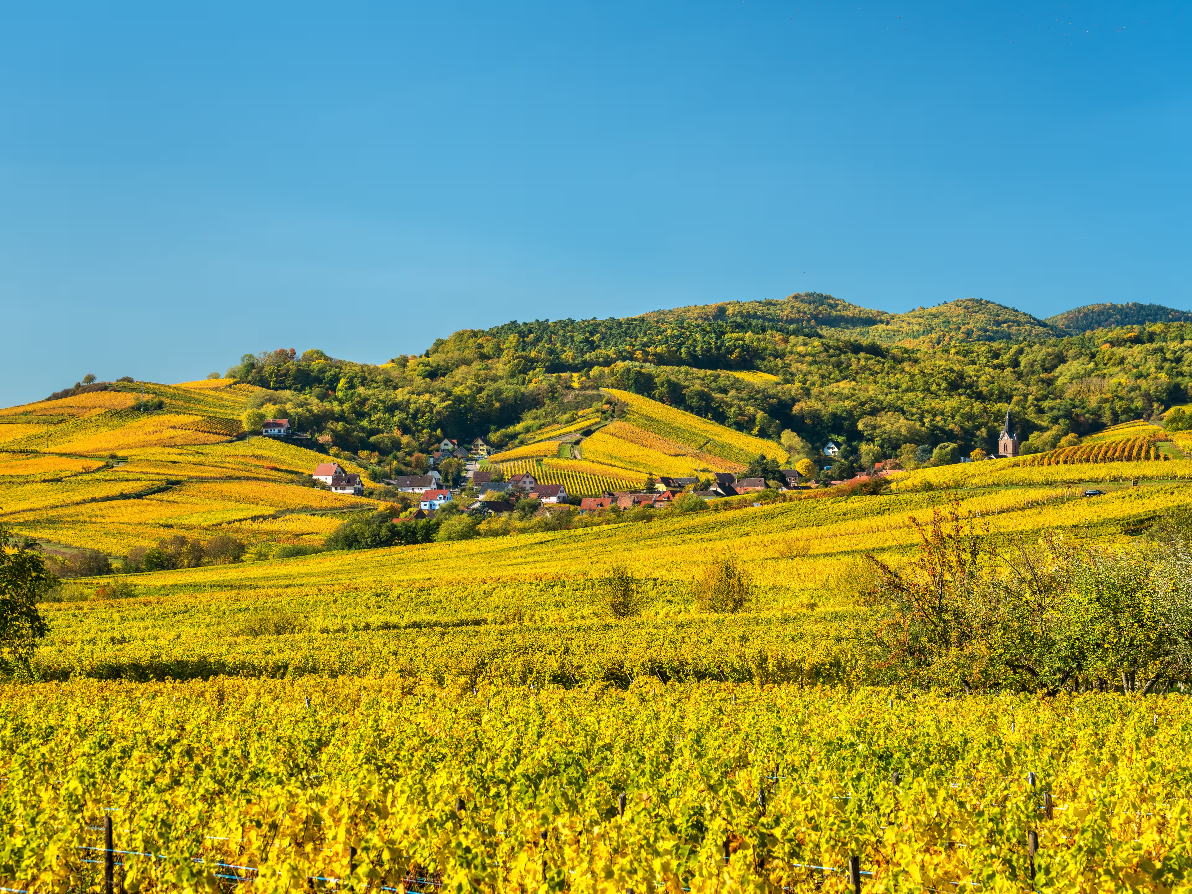Weinberge Elsass