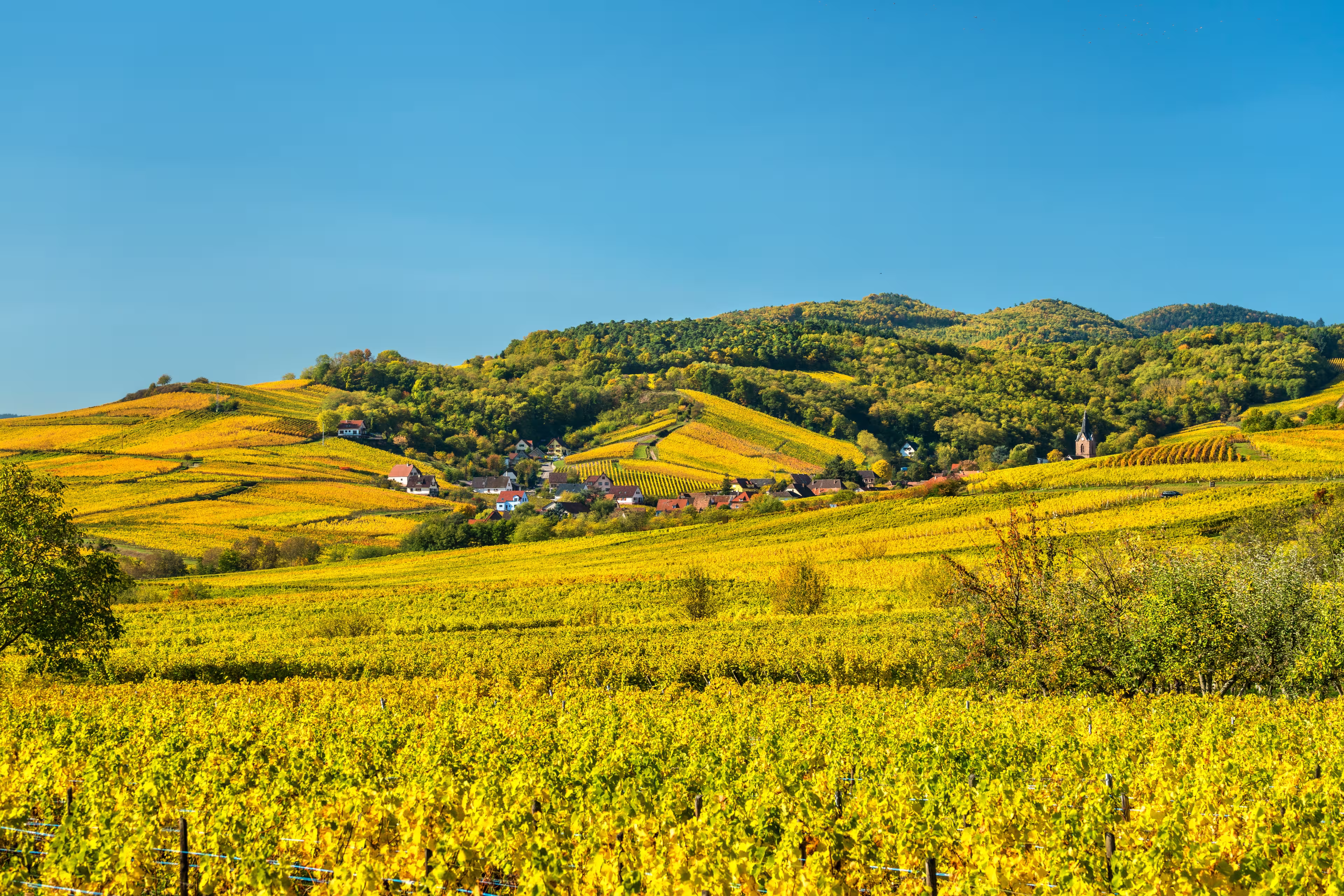 Weinberge Elsass