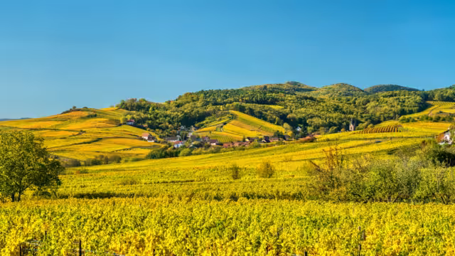 Weinberge Elsass