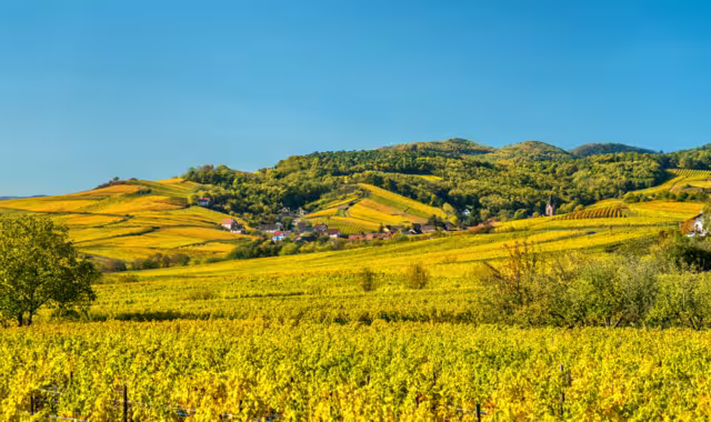 Weinberge Elsass