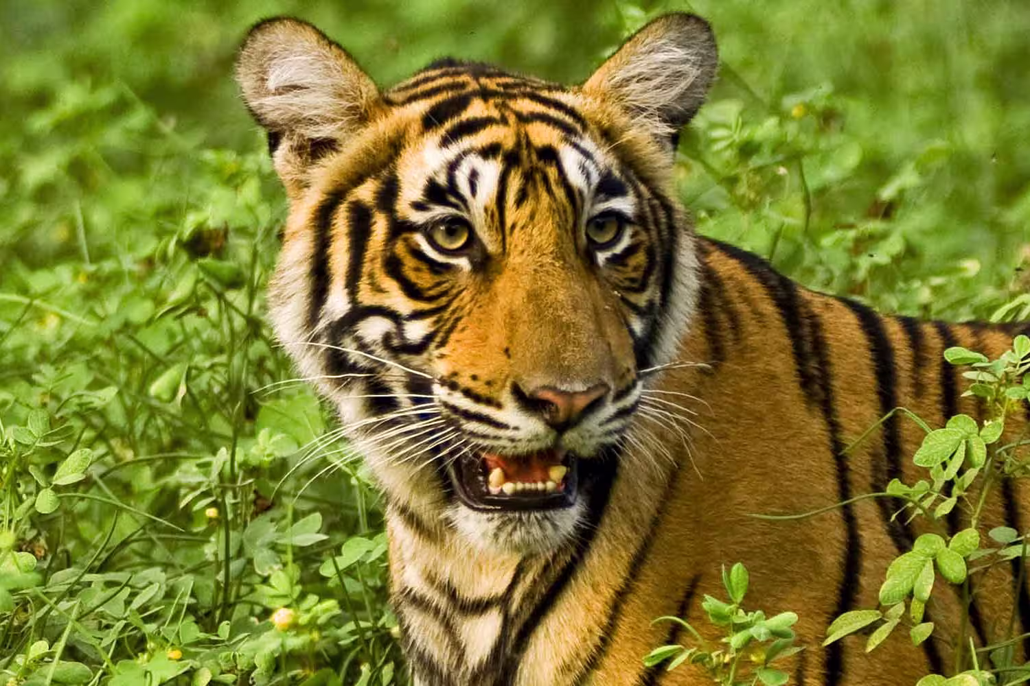 India_rajasthan_tiger