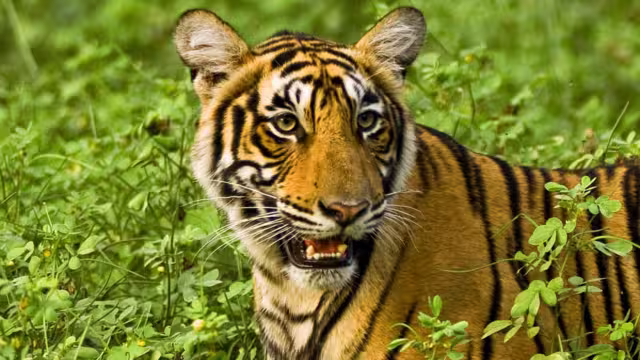India_rajasthan_tiger