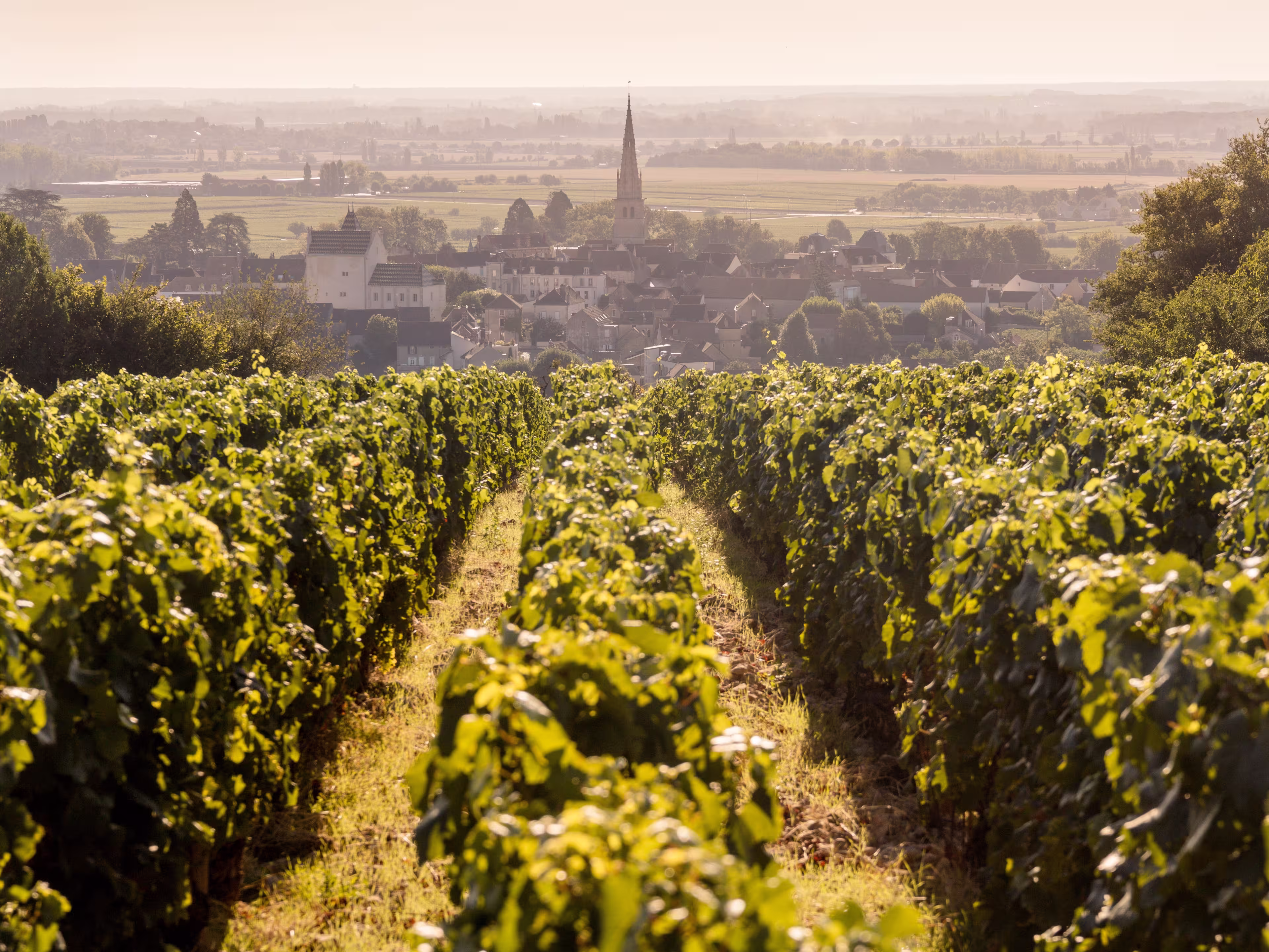 Meursault is a French wine-growing commune, located on the Route des Grands Crus in the Burgundy vineyards in the Côte-d'Or department in the Bourgogne-Franche-Comté region.