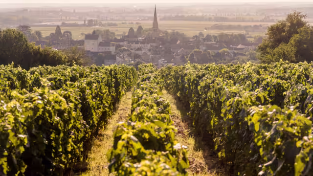 Meursault is a French wine-growing commune, located on the Route des Grands Crus in the Burgundy vineyards in the Côte-d'Or department in the Bourgogne-Franche-Comté region.