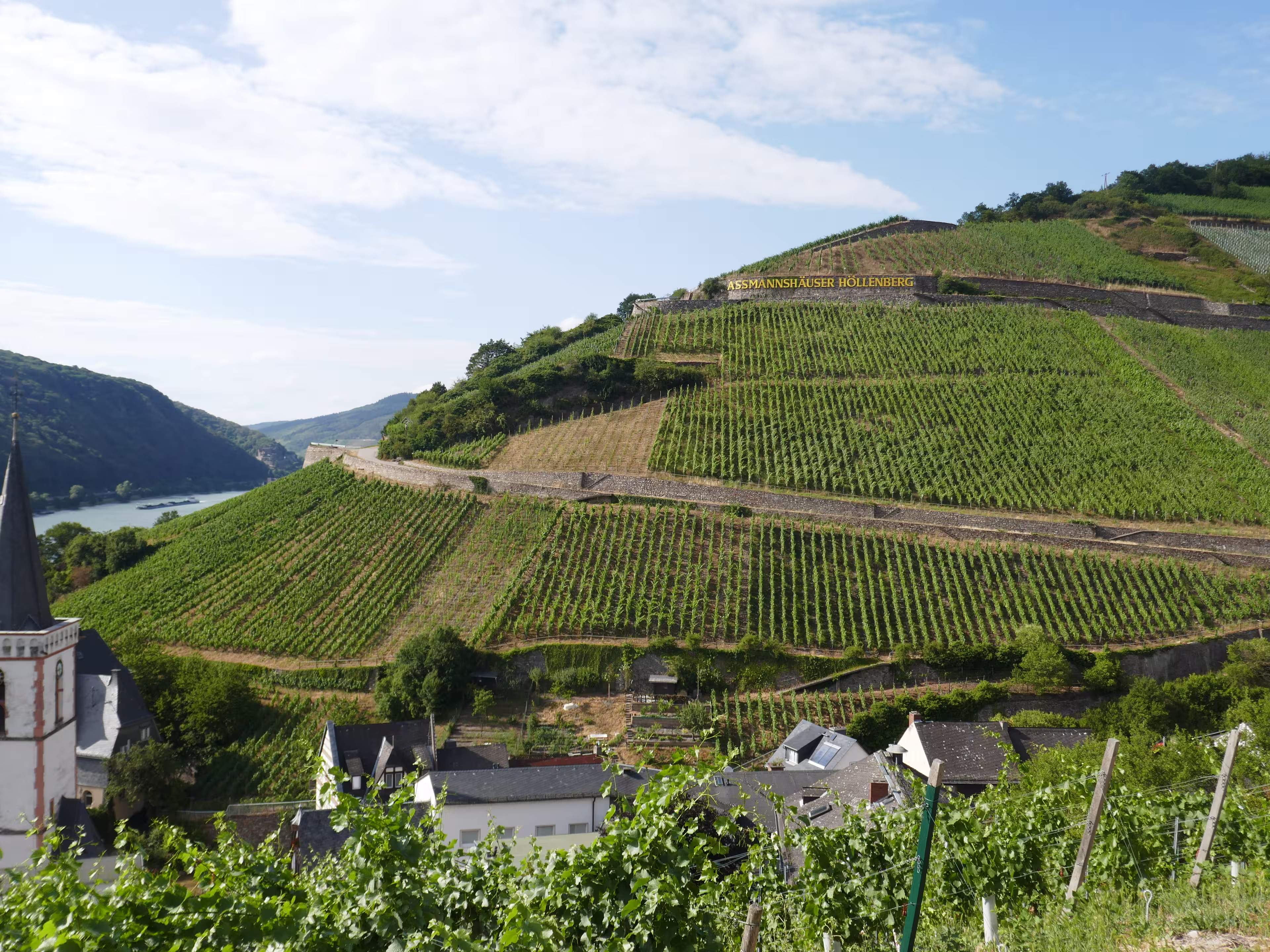 Rhein Weinberge