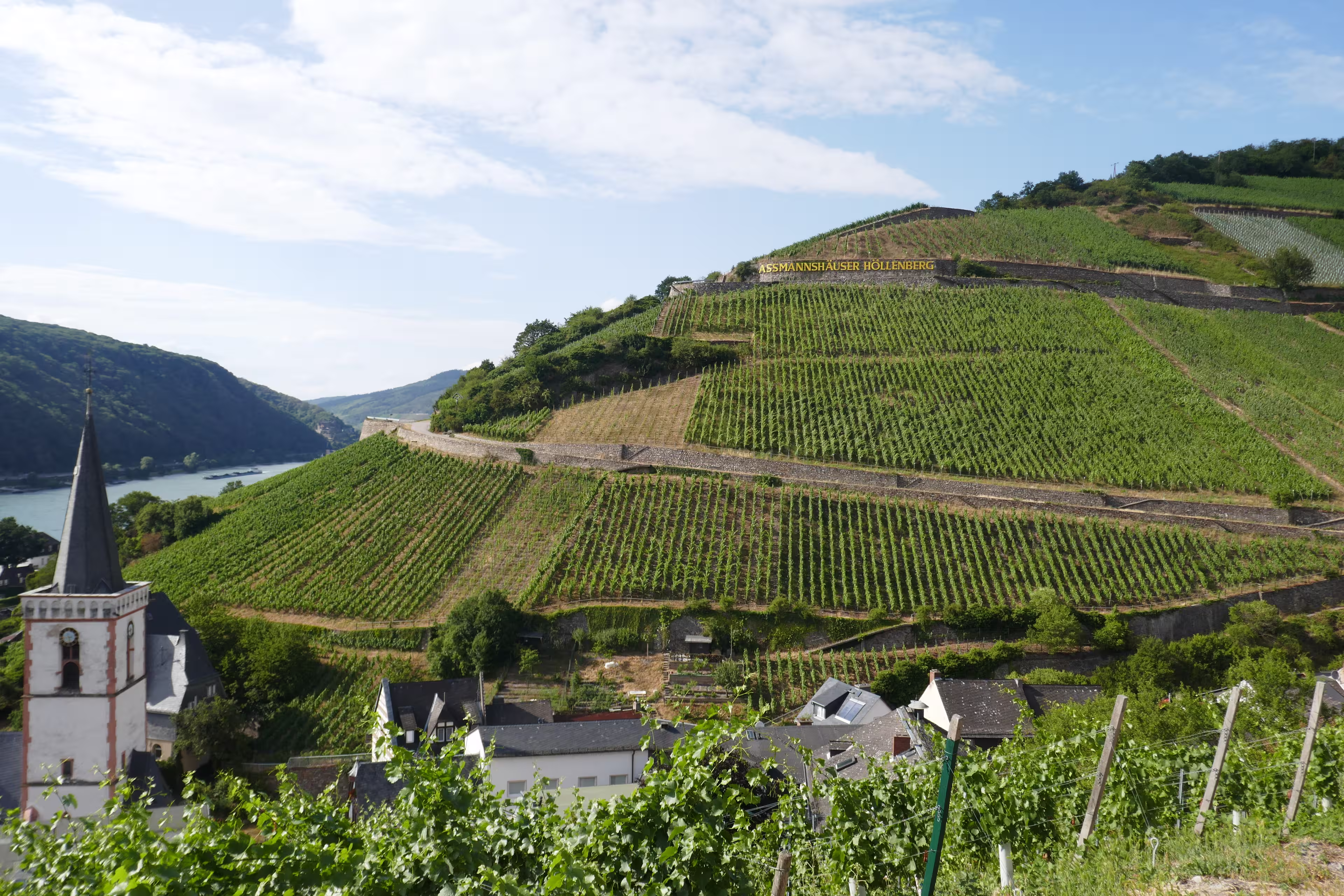 Rhein Weinberge
