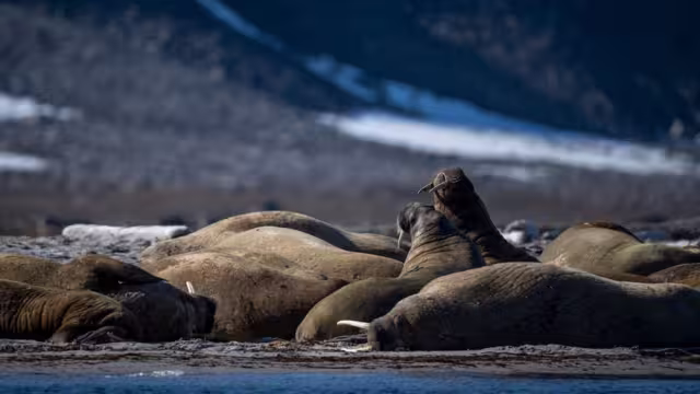 Walruses relax at Smeerenberg, a 17th century whaling station where wildlife has taken back over in Svalbard