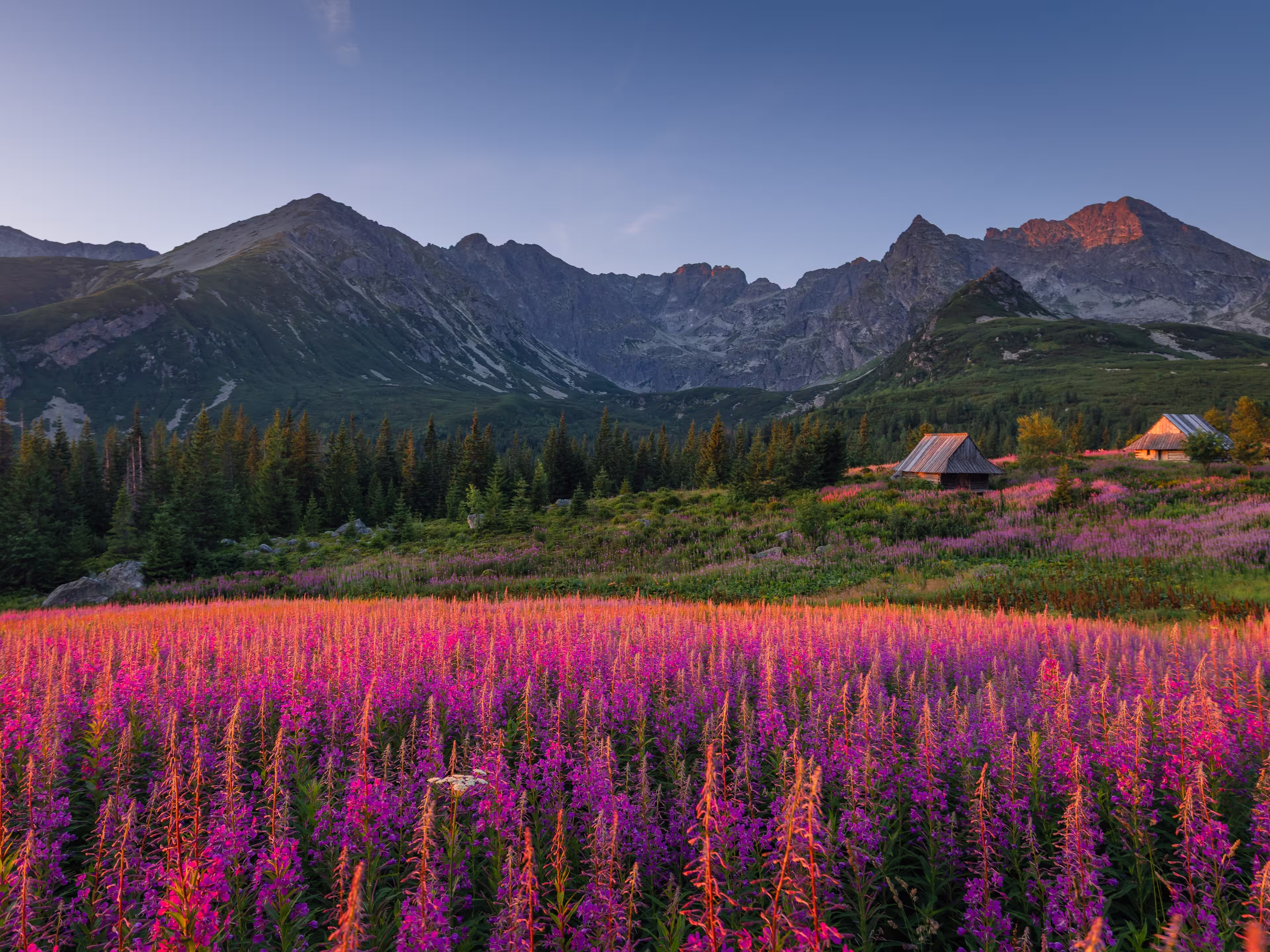 Blooming fireweed in the Tatra Mountains in August, glowing in the soft morning light.