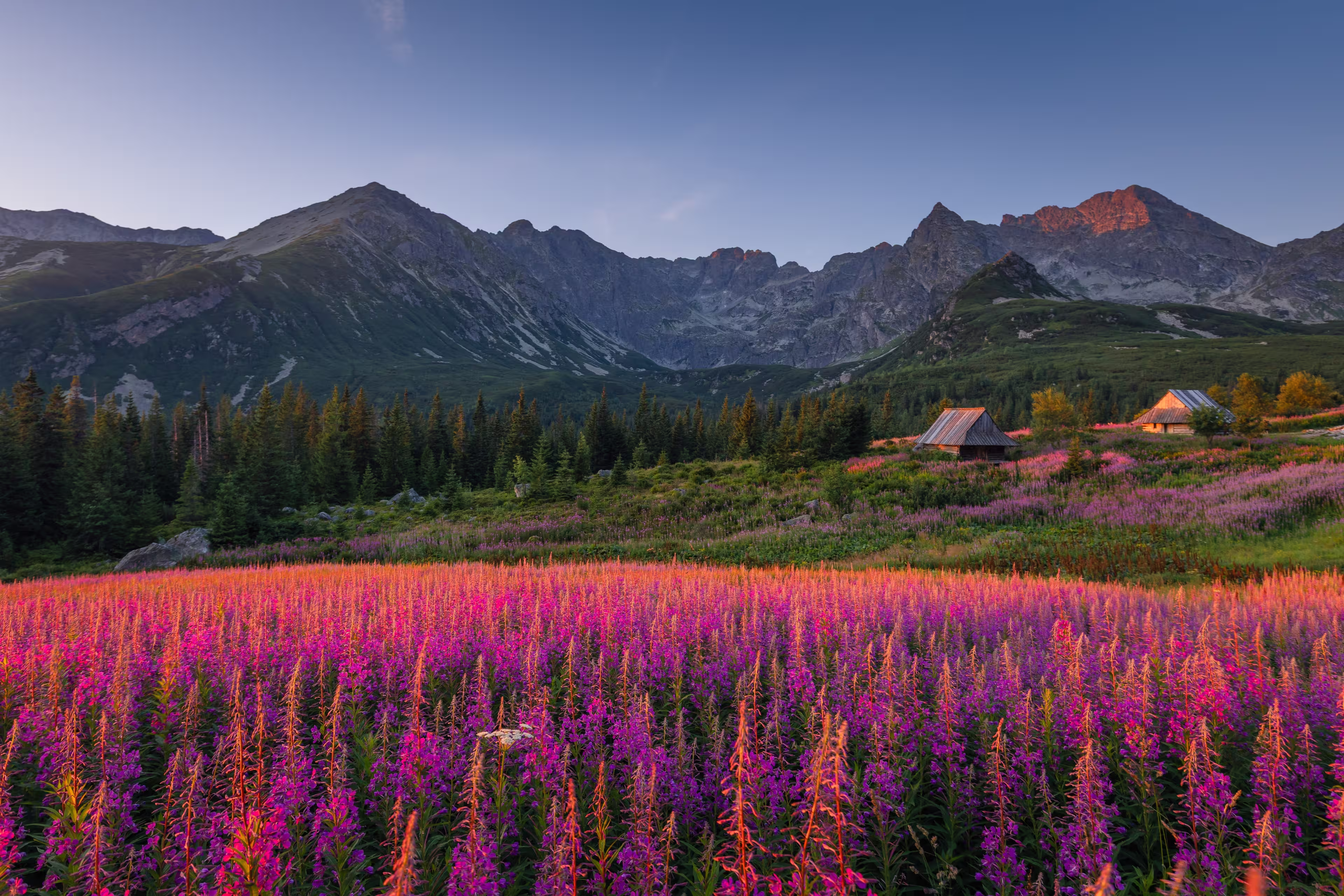 Blooming fireweed in the Tatra Mountains in August, glowing in the soft morning light.