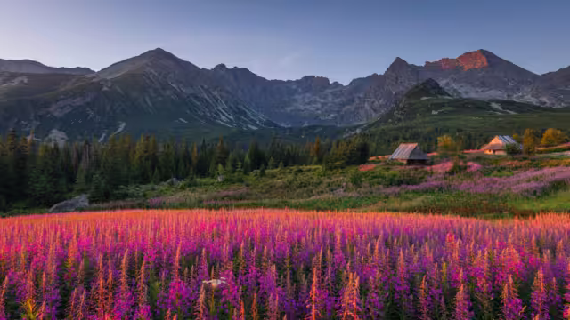 Blooming fireweed in the Tatra Mountains in August, glowing in the soft morning light.