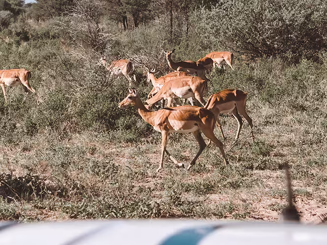 A group of impala scamper past travellers in a safari jeep.