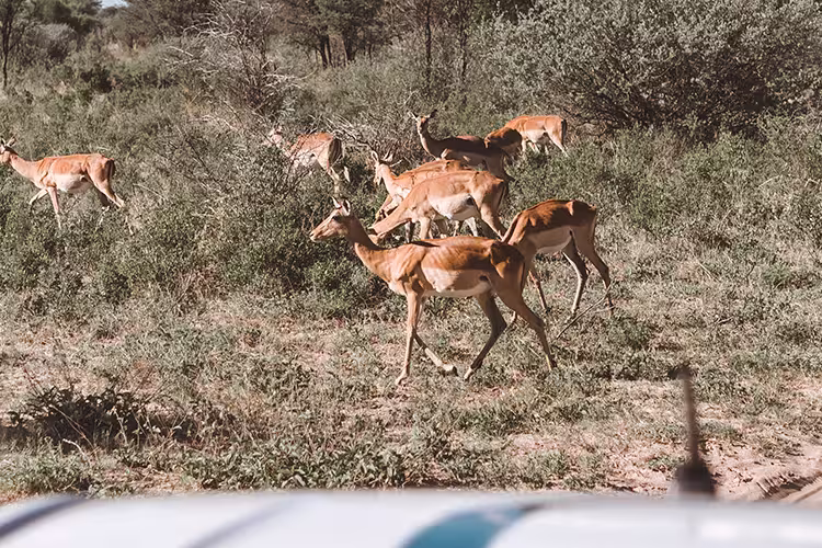 18 to 35s Real Southern Africa - 1