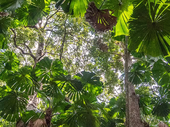 Go from Sydney to the Daintree with Intrepid