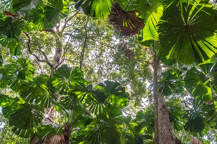 Go from Sydney to the Daintree with Intrepid
