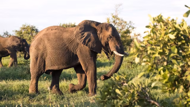 Elephants, Kruger National Park