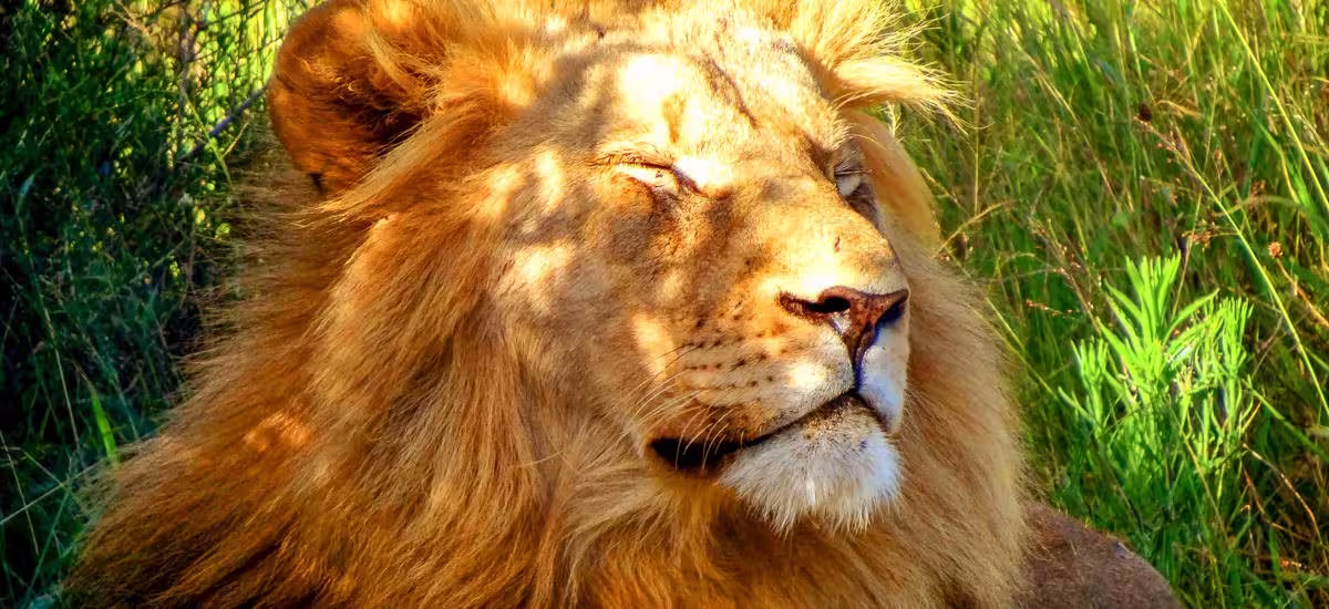 Löwe beim Sonnenbad