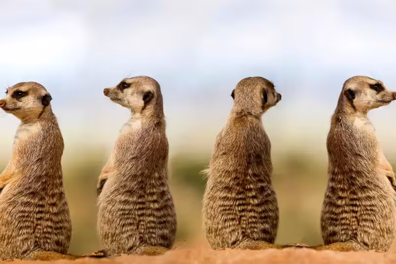Südliches Afrika – Camping-Safari im Outback Afrikas