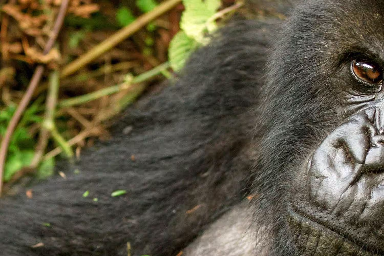 Gorillas to Vic Falls - 1