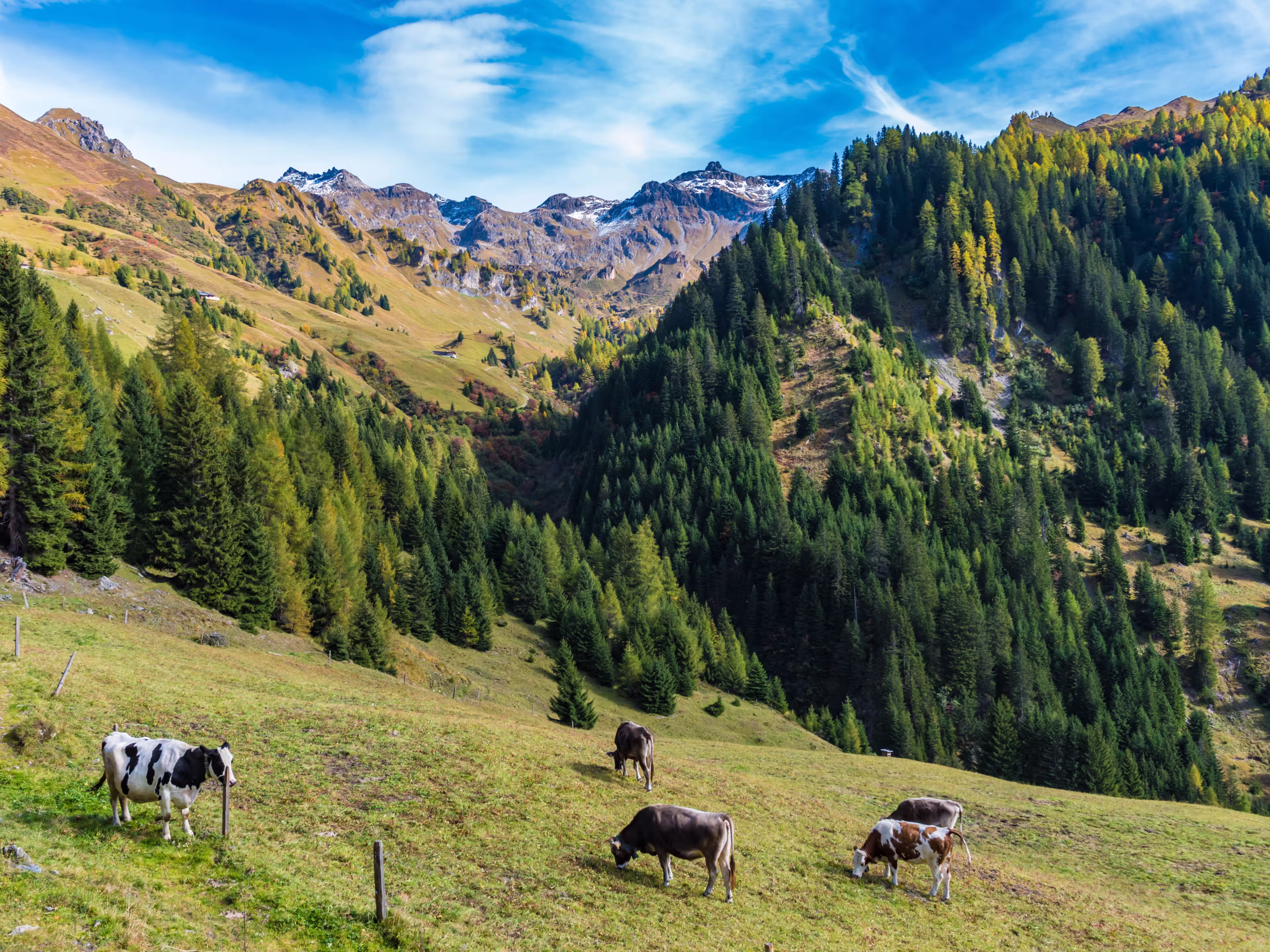 cows on the meadow in the navis valley, tyrol