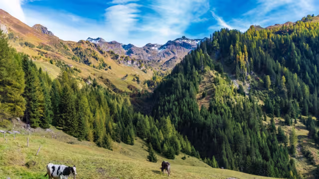 cows on the meadow in the navis valley, tyrol